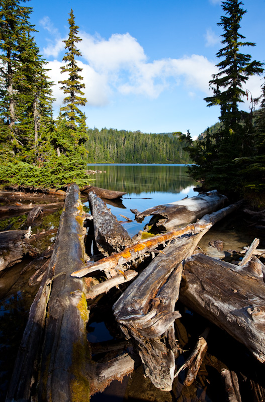 Fallen Trees Along Shore Of Mowich Lake